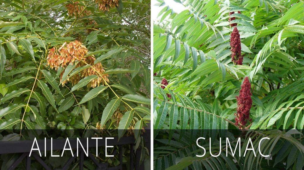 Cuillère en bois d'Ailante ou Faux vernis du Japon (Ailanthus altissima)