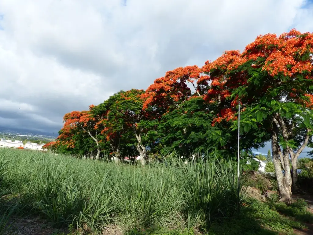 Delonix regia - Flamboyant (974)