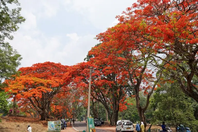 Flamboyant (Delonix regia)