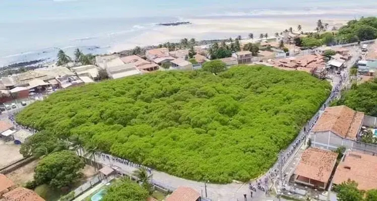 Anacardier L'arbre de Pirangi Brésil