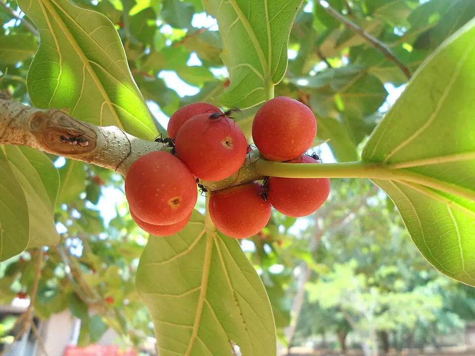 Fruit (figue) de Ficus benghalensis - Figuier des banians (Banyan)