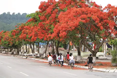 Allée de flamboyants rouges à Hải Phòng (Vietnam) 