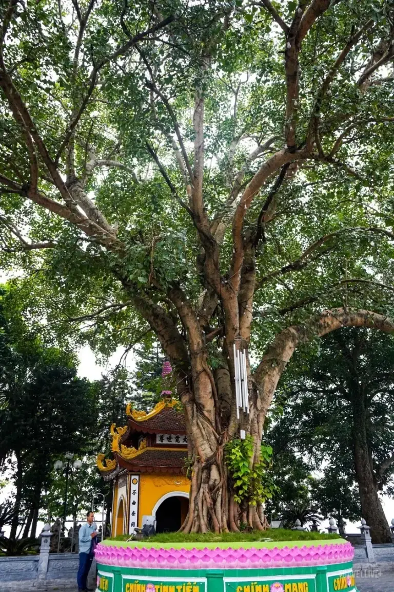 Bodhi tree (Ficus religiosa) - Pagode Trấn Quốc (Vietnam)