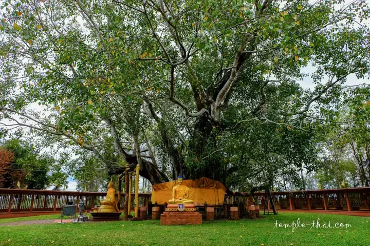 Bodhi tree monumental - Figuier des padodes remarquable - Wat-si-maha-pho - Thaïlande