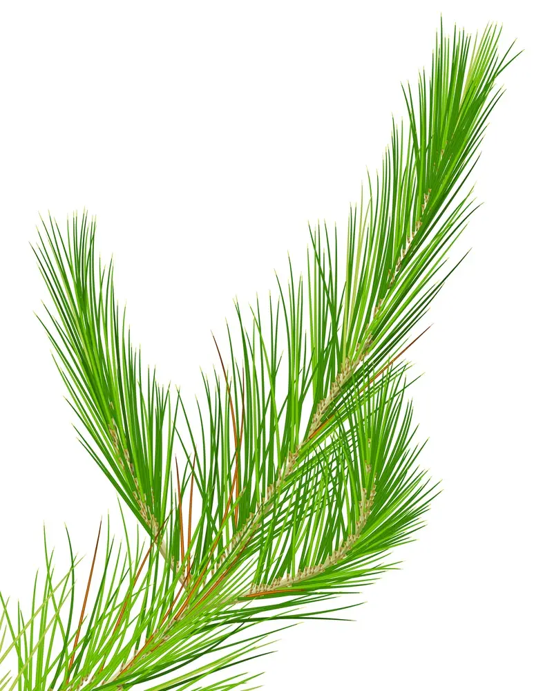 Conifères et feuillus : une distinction trompeuse