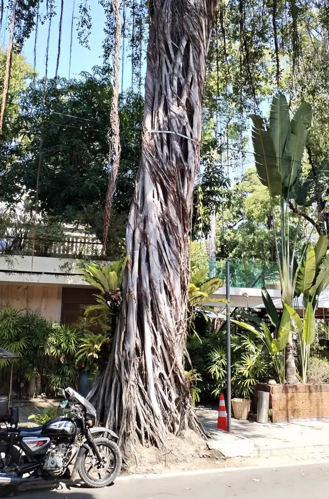 Figuier étrangleur - Siem reap