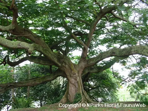 Flamboyant - Singapour - nparks.gov.sg - florafaunaweb