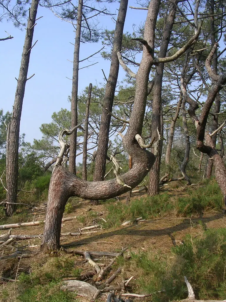 Pins halo-anémomorphosés. Forêt_de_protection_Mimizan