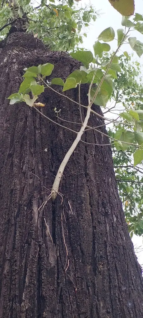 Figuier étrangleur sur son arbre tuteur (Siem Reap - Cambodge)
