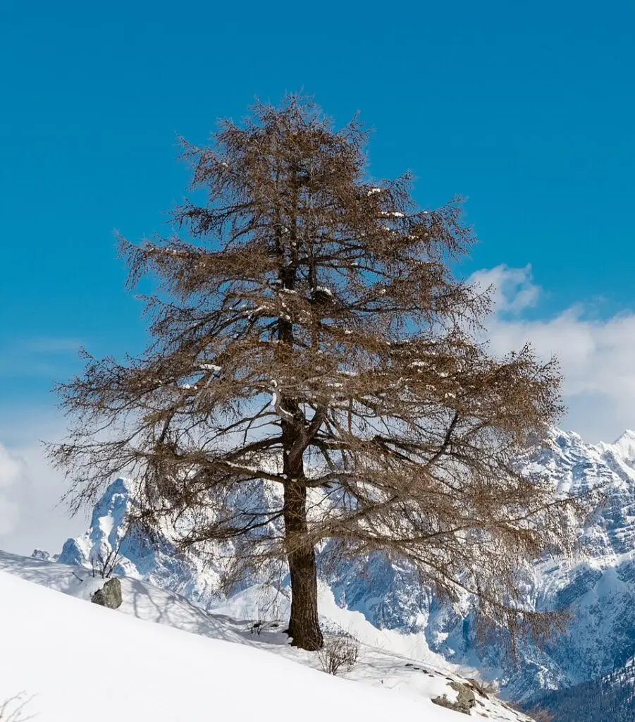 Mélèze d'Europe (Larix decidua), conifère à feuilles caduques