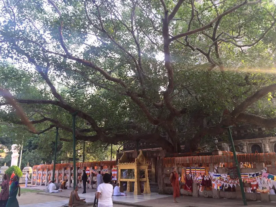 Le Bodhi Tree (Vicus relisioga) de Bodh Gaya (Inde)