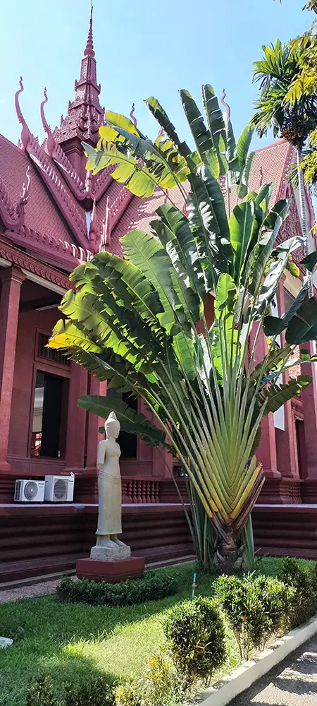 Musée national du Cambodge à Phnom Penh - Arbre du voyageur