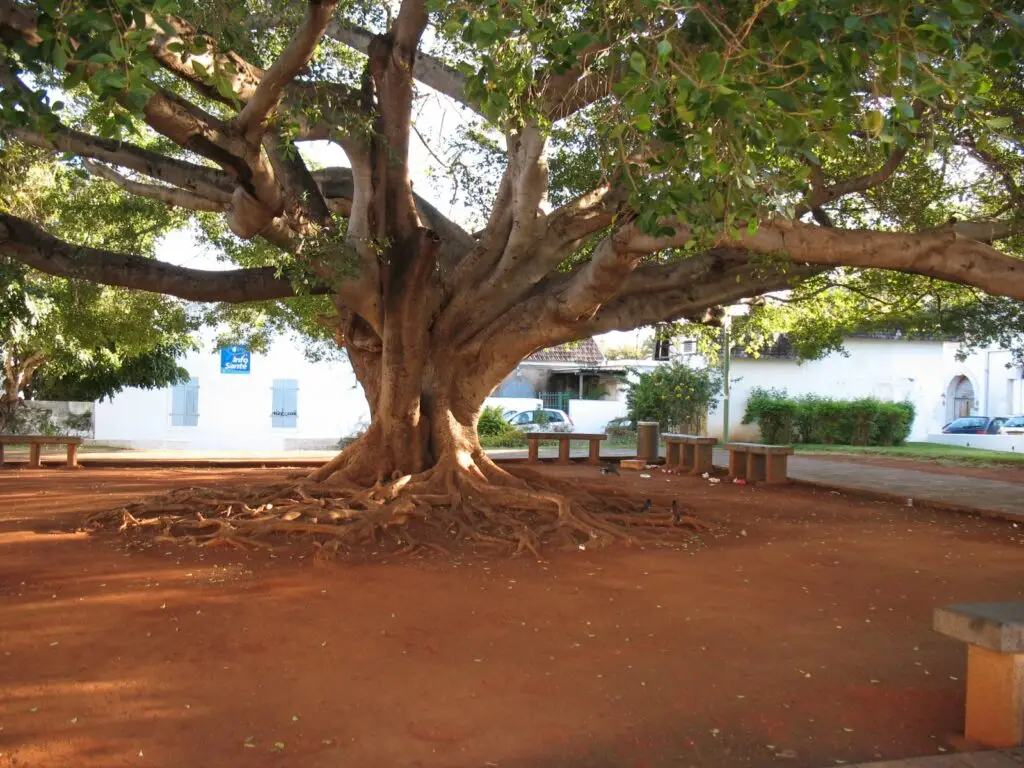 Saint-Denis - Arbre de l'intendance - Ficus microcarpa / Flamboyant