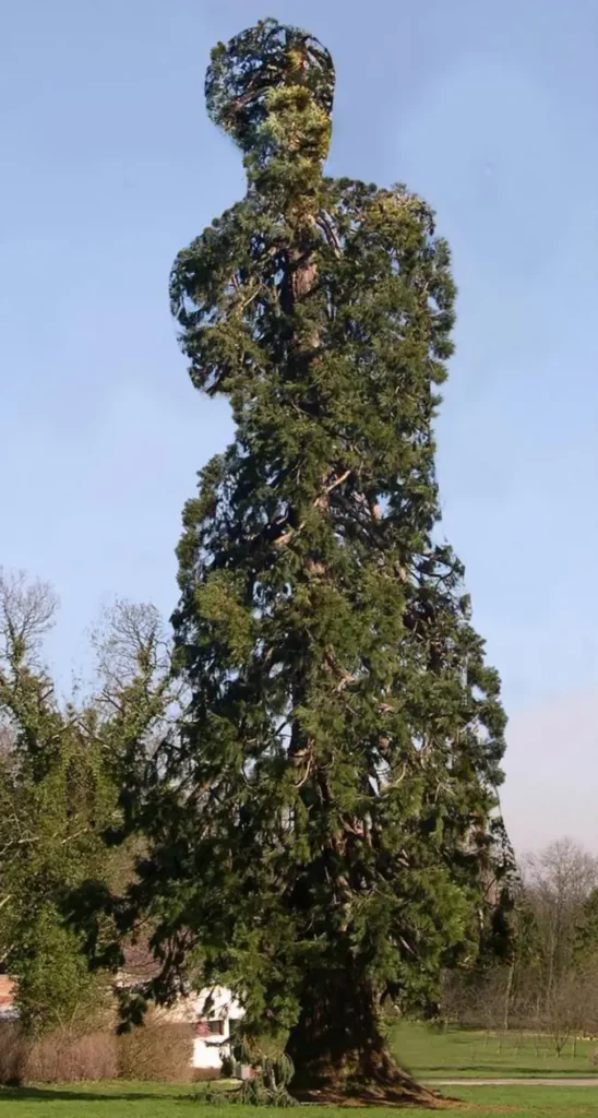 Séquoia géant (Sequoia sempervirens) taillé de manière artistique pour ressembler à une figure humaine.