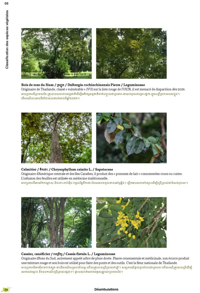 Déambulations botaniques au Cambodge : le parc de l’Ambassade de France (page interne)