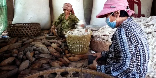 Extraction manuelle des fibres de kapok au Cambodge